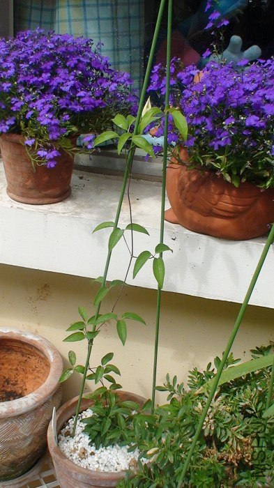 ȫ�������. �ڴ�����!