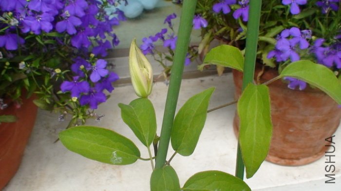 2-27��׿�Ļ����Ѿ��ѿ���