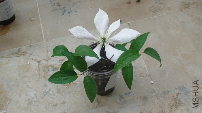 3-11��, ��仨����9�컹ûл, �����Ѿ���ȫ�׵���! Ҳ������Ǥ��!