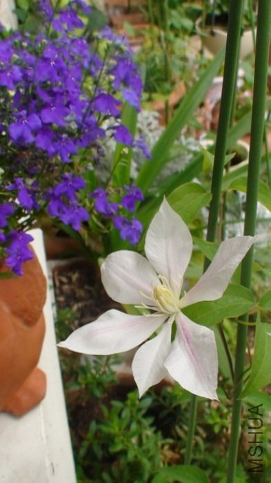 3-2��֣������ǳ���ģ����Ƕ���̫�����. ���䲻ȫ�ǰ�ɫ��, ���е����ķ�ɫ����.