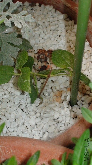 ���Ǽ��������. �����������ڵ�λ��(���Ǹ��̵ֽ�).