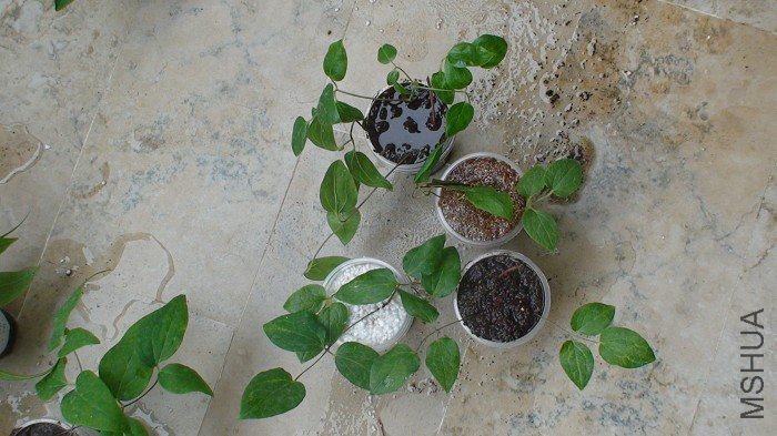 3-11��ǿ����Ǥ��. �������ֲ�ͬ�Ľ���, ���������ֵĳɻ��ʸ���.