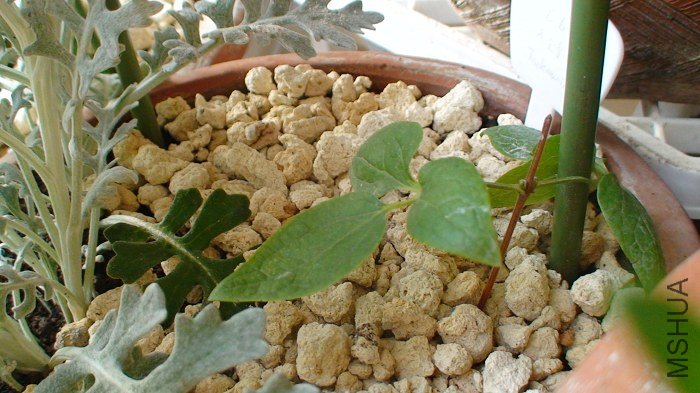 3-18��, ��׷�ʺ�������һ�ڵ�����.