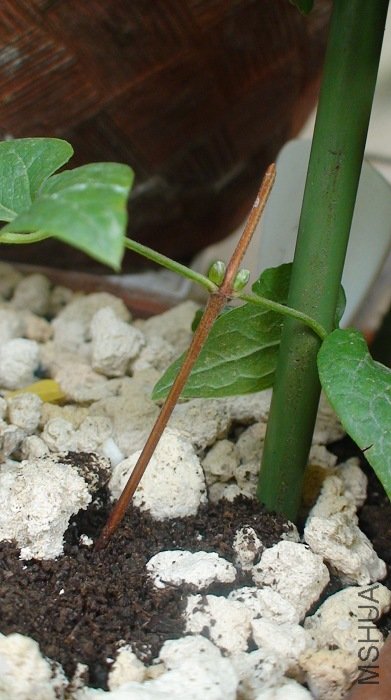 3-23��, ҶҸ���Գ�������СС����ѿ.