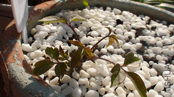 1-18��, ��õ���ֲ��ȫ��.jpg