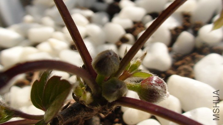 1-18��, ��ʮ����ʱ�ķ�õ��,������дһ��.