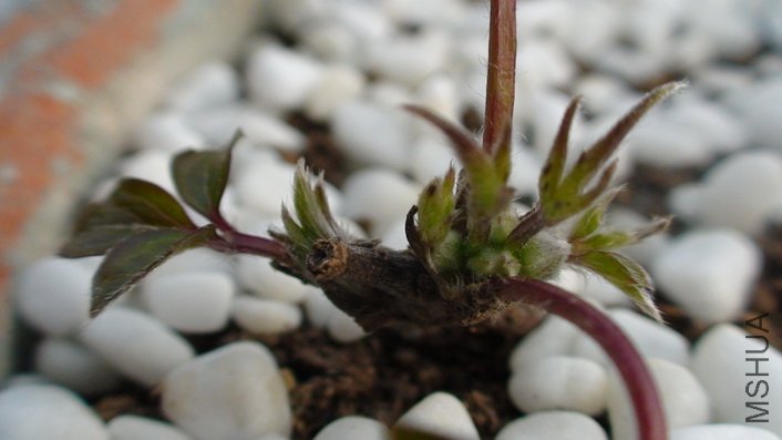 1-11��, ���µ�17��ʱ, ��õ����ĸ�����.