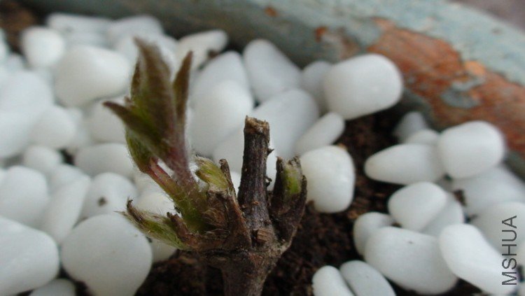 ��������ѿͷ.