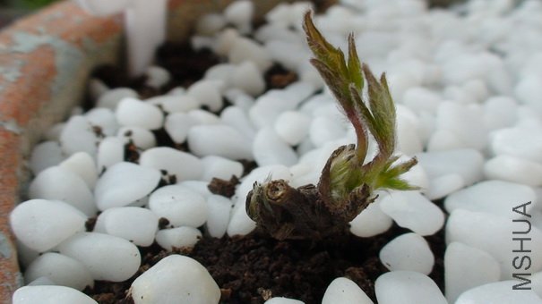 1-5��, ��õ���ſ���С��.