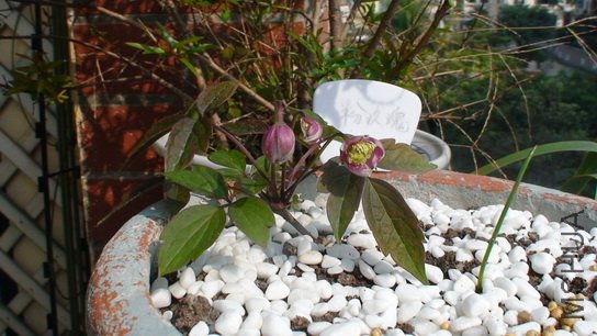 2-3��, ��ʮһ��ķ�õ��Ӧ�ÿ쿪��, ���Ǳ�ҧ������������, ����!