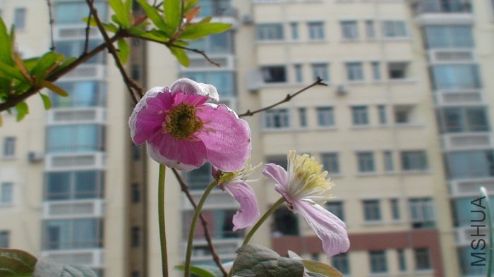 2-6��, ��ʮ����ʱ, ������!