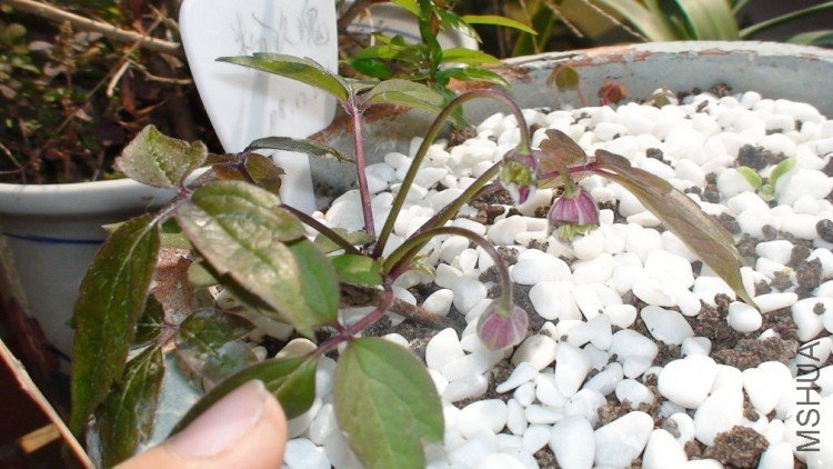 1-30��, ��ʮ����ʱ������, ������������֪��ʲô��ҧ����, ���ǿ�ϧ��!