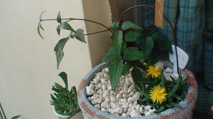 3-18��, 84��ʱ, ֦���ֳ�����һ���, Ѿ���Ļ�Ҳ����һ����.