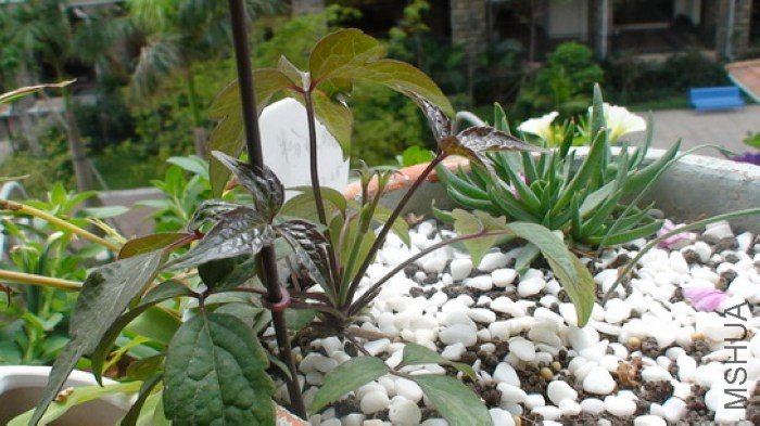 2-27��, ����65��ʱ, ������ĸ������ĸ��������һ����׳��֦��.