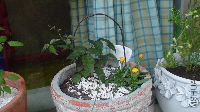 3-11��, 77��ķ۾��廨�����֦���ֳ�����һ���. �������Ѿ��Ҳ������!