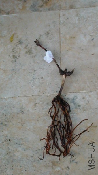 ��󿴿�12-25����ʱ�����! �ǲ��Ǻ�׳��!!!!!!