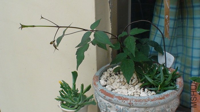 3-25�յķ�õ��, ���¸պ�����������! ֦���Ѿ��ܳ���, ׼���Ҹ����ʵ�֧������һ����!