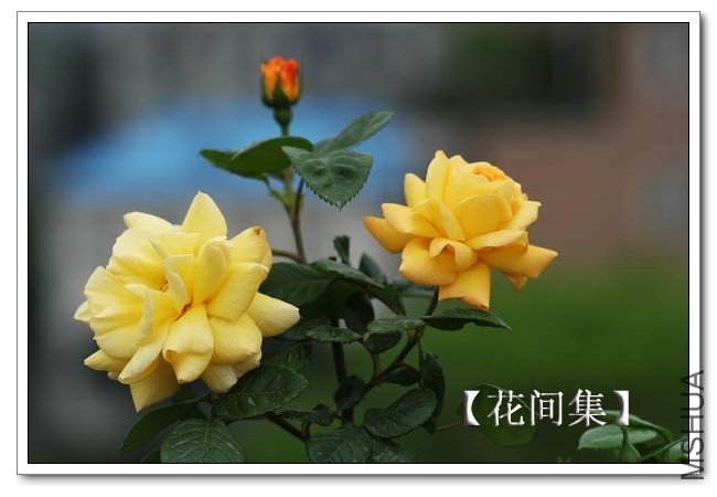 IMG_3157 ����.jpg