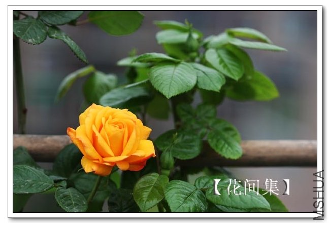 IMG_3158 ����.jpg