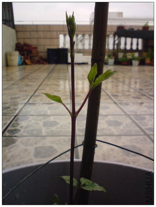 СѼ����ͦ��ģ��Ѿ������������١�