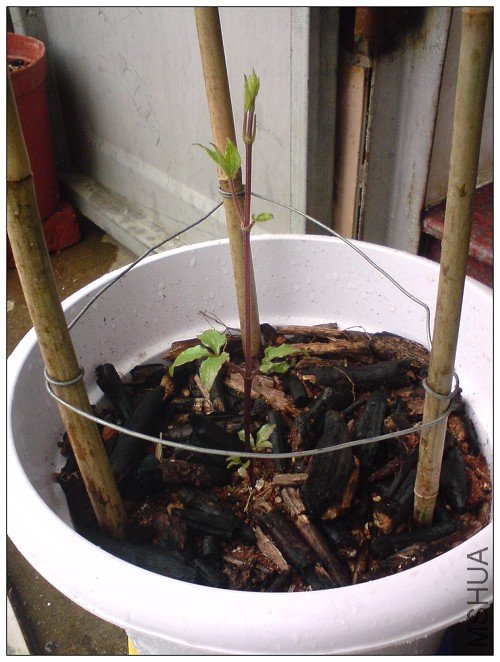 �ϵ�ѿһֱû����