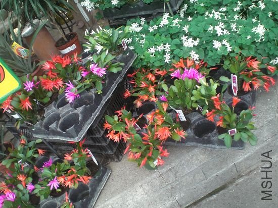 Ӧ��������ָ��,�Ҿ��ñ�зצƯ���ö�.