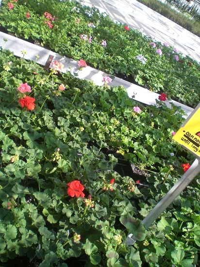 �Ƚ���ͨ�������ֱ����