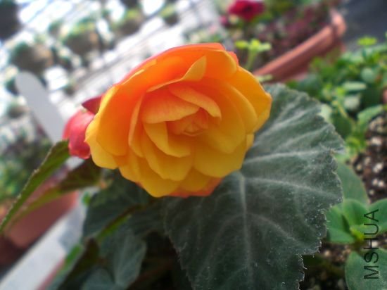 Ӧ���Ǵ����������,��Ư����.