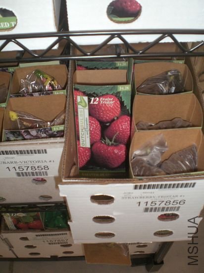 ��ݮҲ�����ĸ���,�Ѿ���ʼ��ѿ��,������һ��.