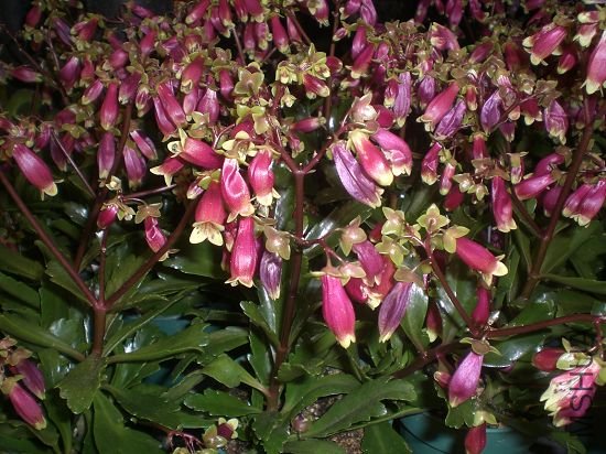 ��Ҷ�����Ӧ����һ�ֳ���,ʲô����ȷ��֪��,�о��ǰ��Ⱳ�ӿ���������ÿ��ĳ�����.