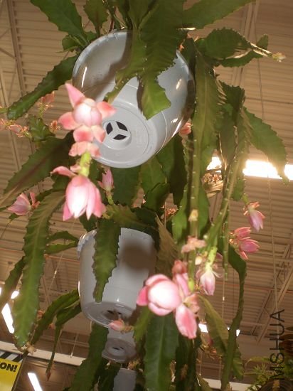 ����ǲ��ǽ�����������?ð�ƻ������ԳԵ�?