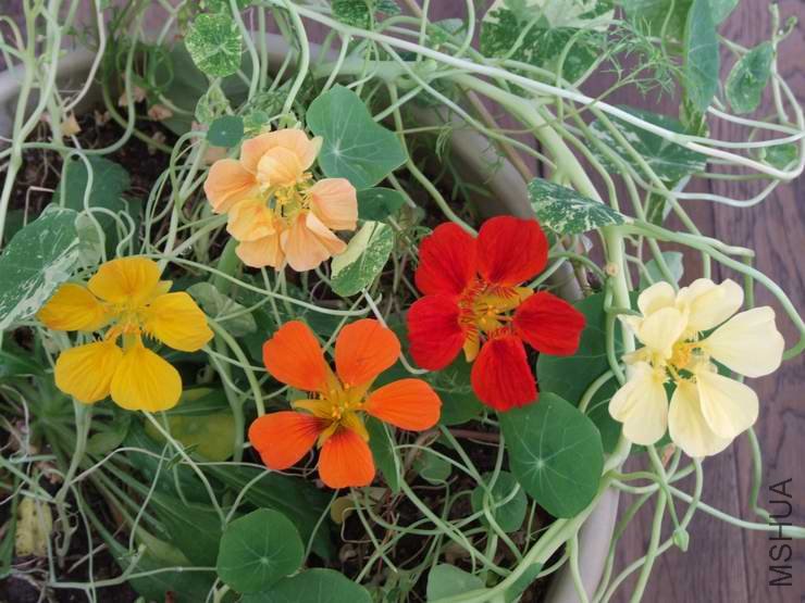 ������С С��e206.JPG