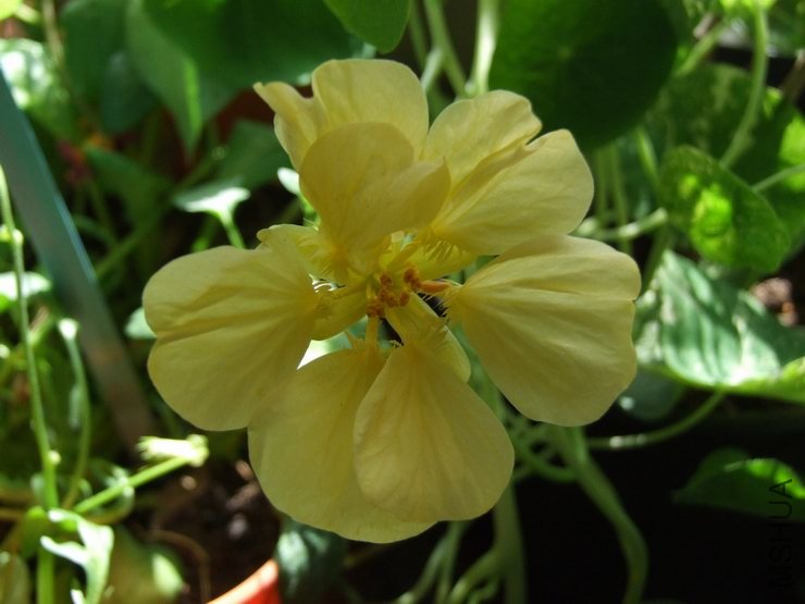 ������С С��d203.JPG