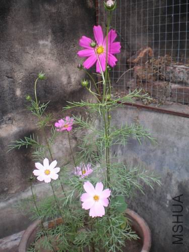 �ӻ��ѷ������Ĳ�˹��