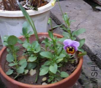 P1010218.JPG