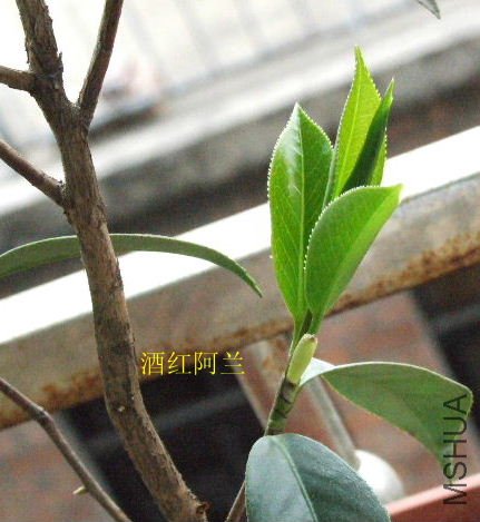 2009_03030013.JPG