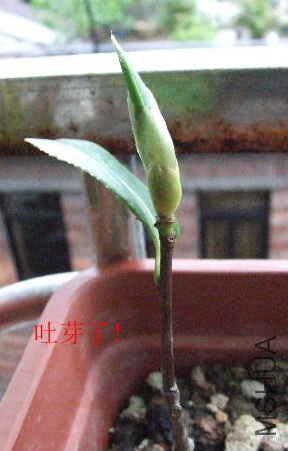 2009_03290018.JPG