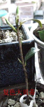 2009_03290007.JPG