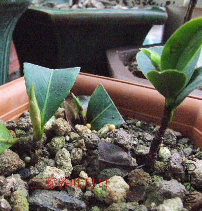 2009_032900000.JPG