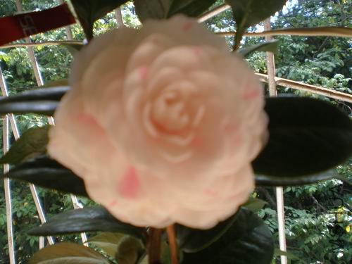 P1010184.JPG