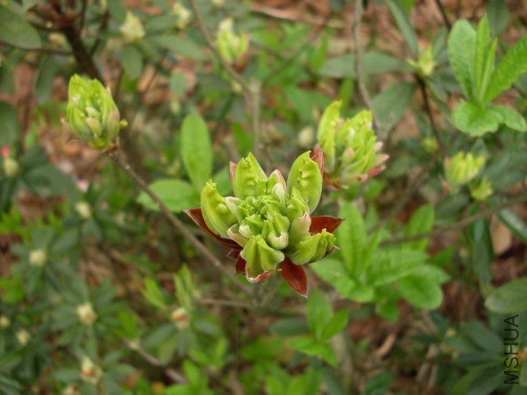 �ƻ��ž飨���򻨣�