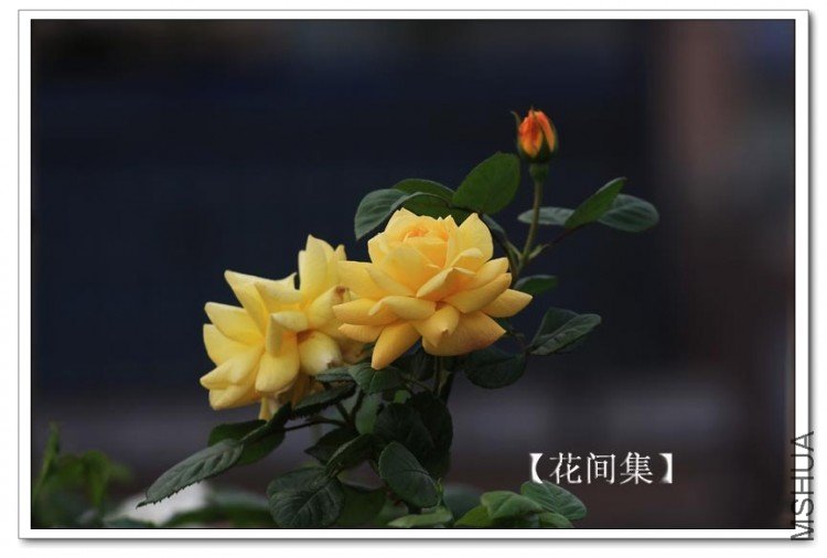 IMG_3616 ����.jpg