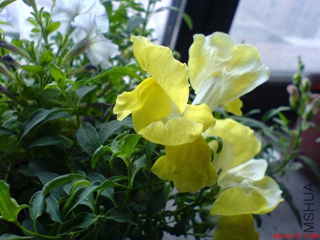 DSC00998.jpg