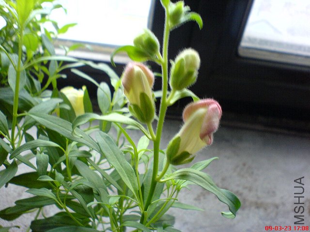 DSC01004.jpg