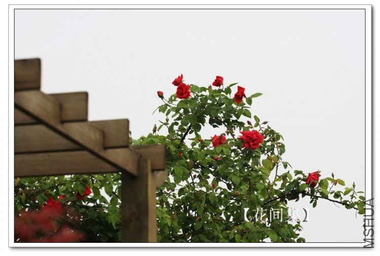 IMG_3617 ����.jpg