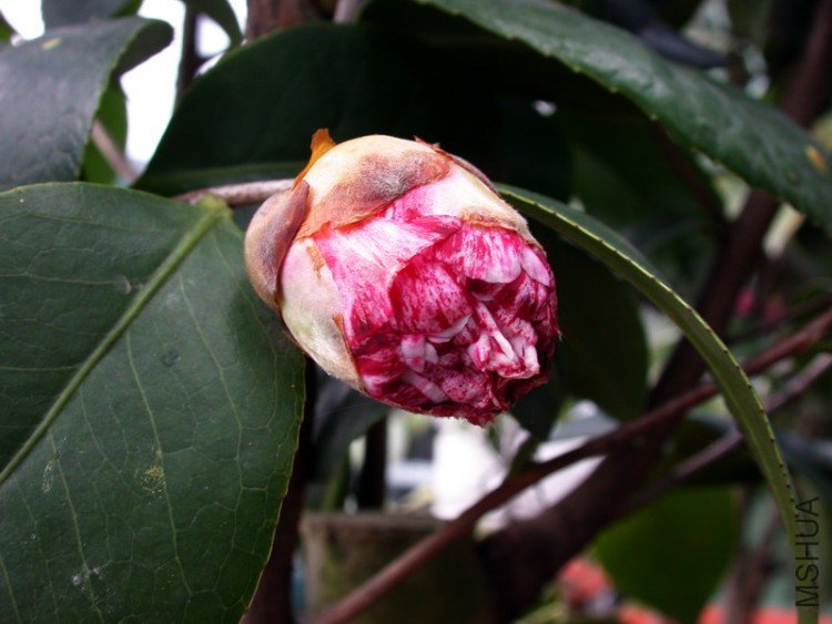 DSCN3554.jpg