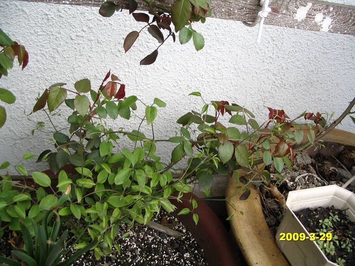 nEO_IMG_D��Ƭ 30116.jpg