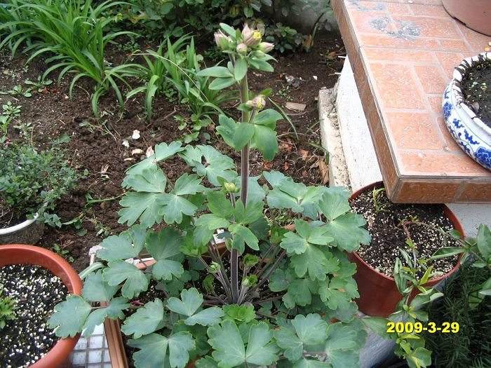 ������ǰ�겥����,������Կ�����