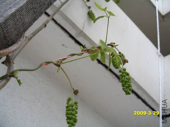 ���۹�,Ҫ�����˰�