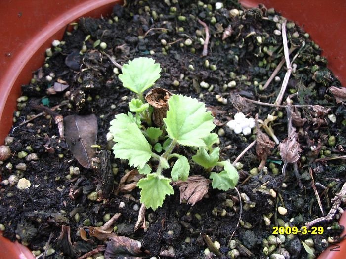 �����Ҫ���ر����ˣ����궬�����¶���,֦��ȫ����������,���ͱ���������,ͻȻ�ͷ��ִӸ�����ѿ��,�찡